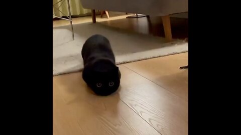 big eyed cat