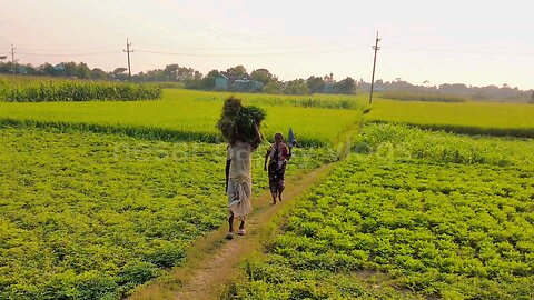 জীবন সঙ্গী