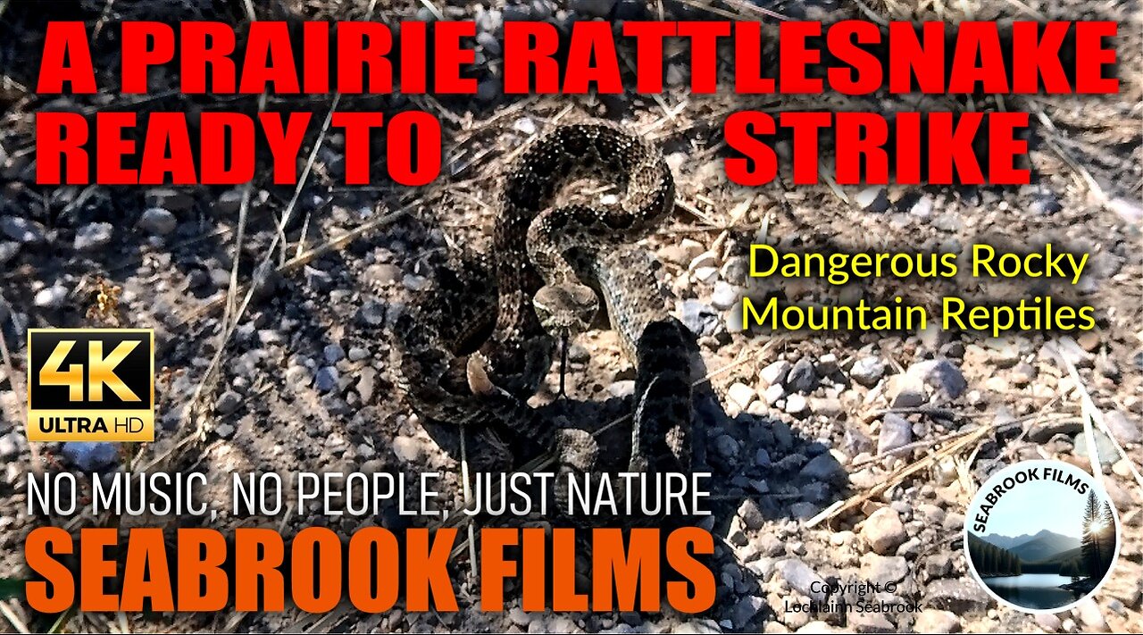 A Prairie Rattlesnake Ready to Strike: Dangerous Rocky Mountain Reptiles