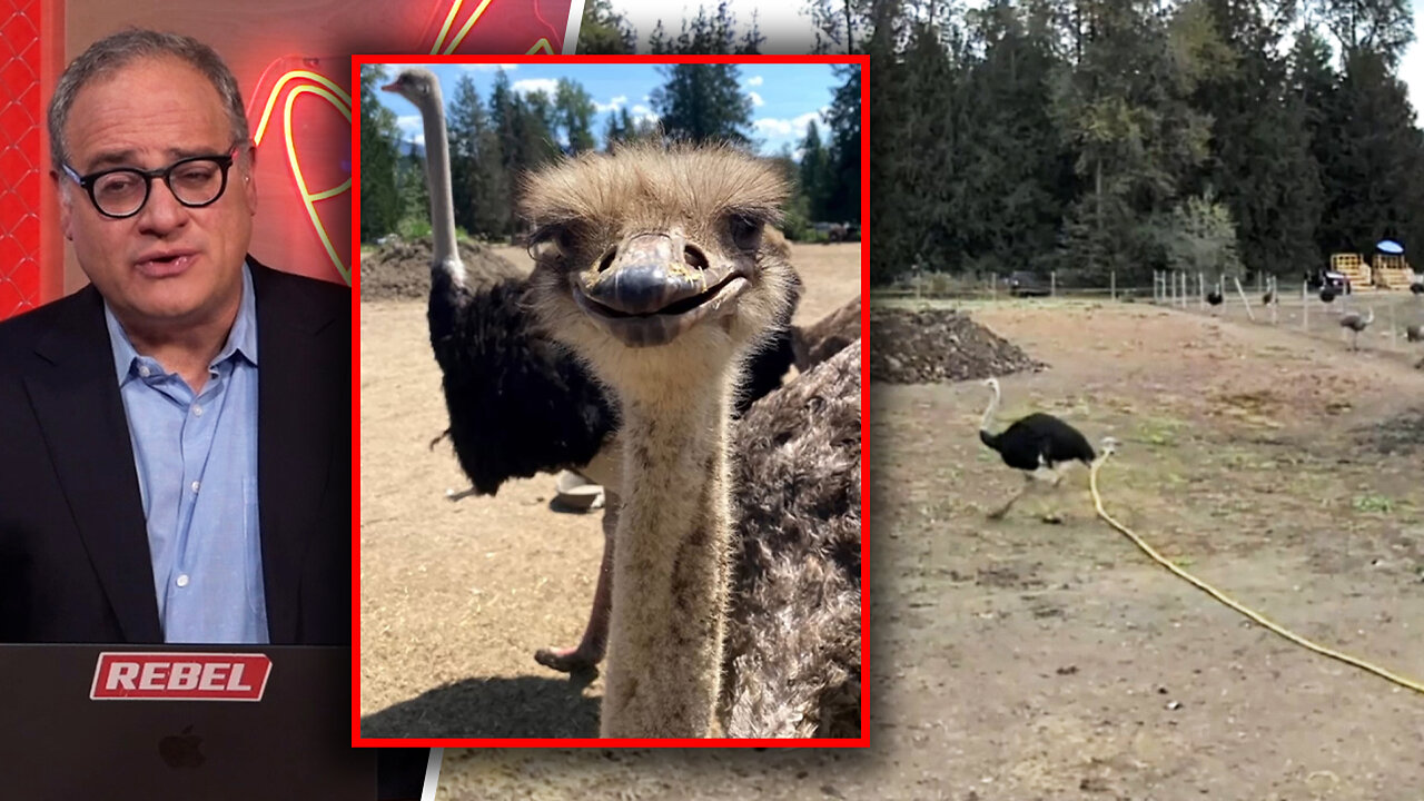 Police facing challenges as community rallies around Universal Ostrich Farms