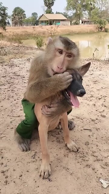 Viral video SokYaa, OG, Pao & Mom Are Famous Around The World #shorts #anime #trend #edit