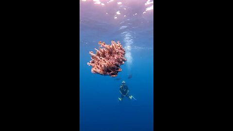 underwater