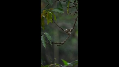 beautiful birds baby 🐦🕊️🐦🕊️🐦🐦🕊️
