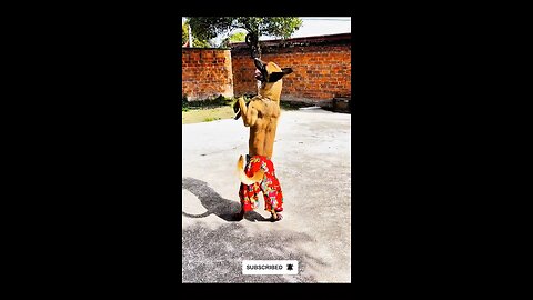 dogs funny video..