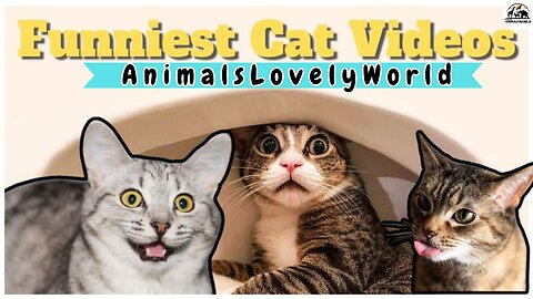 Funny Animal Videos 2024 - Funny Cats and Dogs - Part 2_Happy Pett
