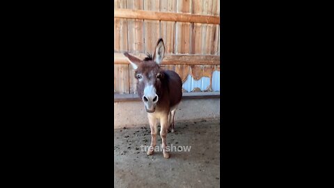 animal transformation