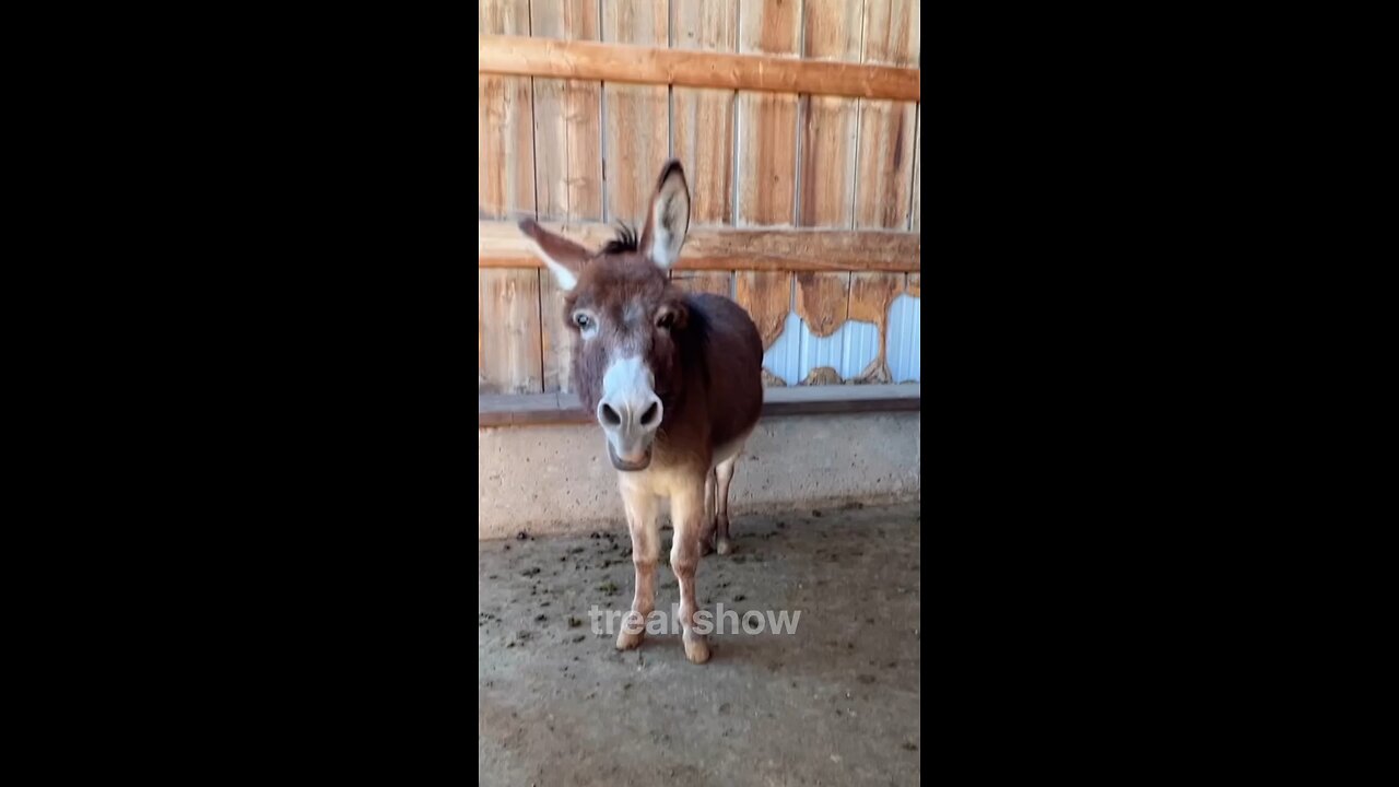 animal transformation