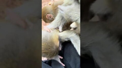 Even though this baby monkey is grown up, he still likes to breastfeed