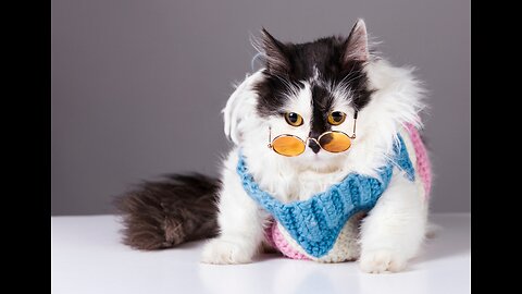 Funny Cute Cat short video