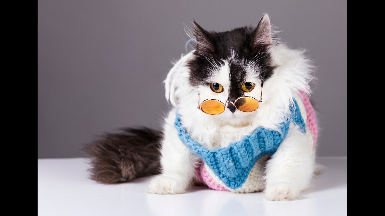 Funny Cute Cat short video