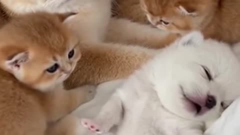 The Cutest Family in the World