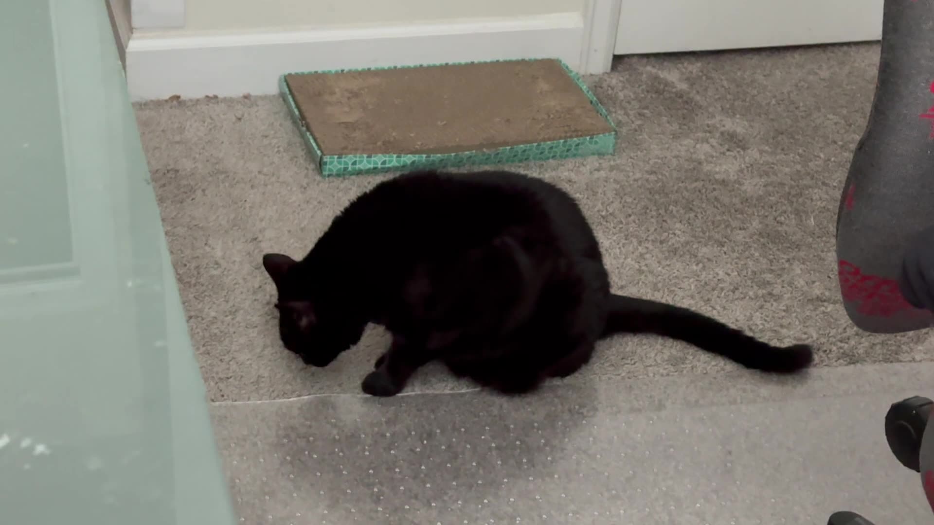 Cute Precious Piper Carries Out an Office Inspection - My Adopted Shelter Cat Vlog