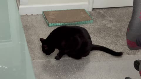Cute Precious Piper Carries Out an Office Inspection - My Adopted Shelter Cat Vlog