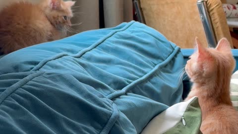 Typical Brother Behavior