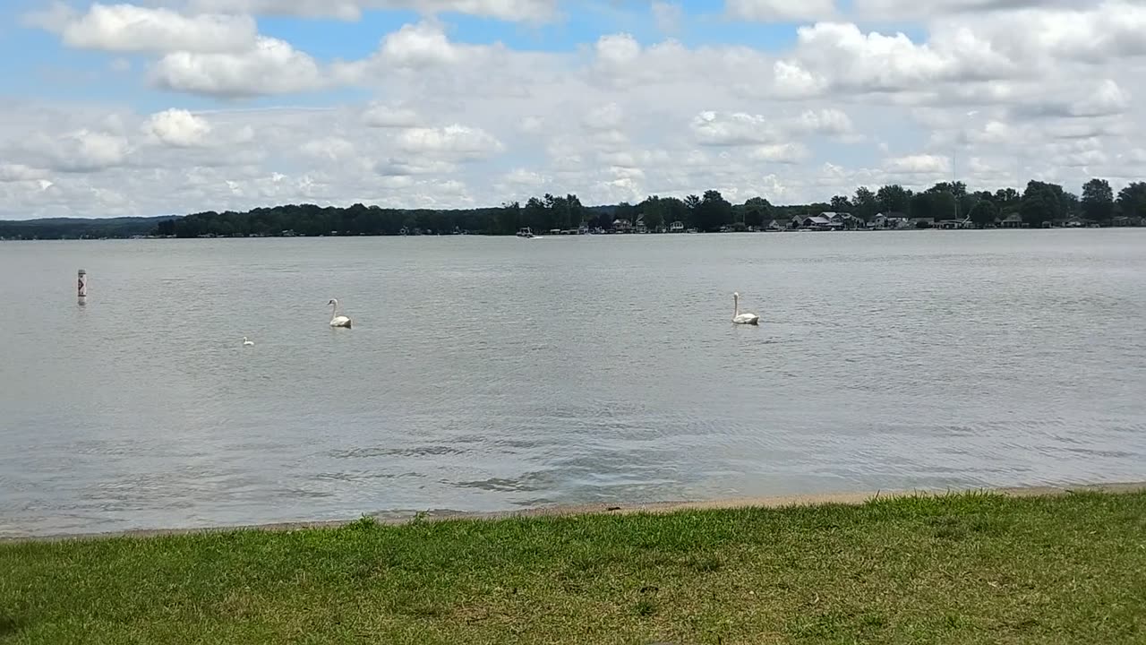 Swan Lake with background chatter