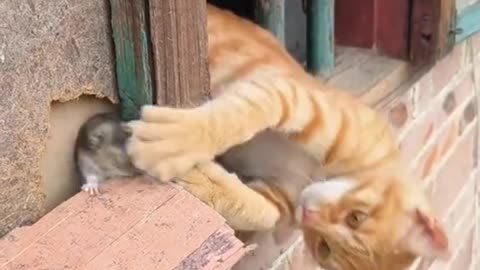 Video funny
