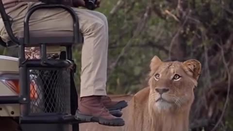 Dramatic moments snake catching gecko #safari #wildlifeplanet #animal