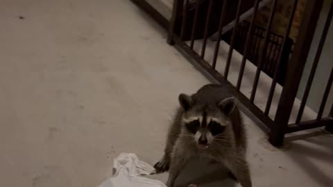 Raccoon in Our Apartment Complex