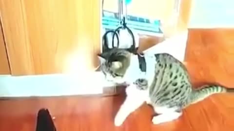 Funny animal video- dog and cat