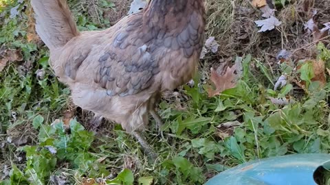 When a Chicken is watching you