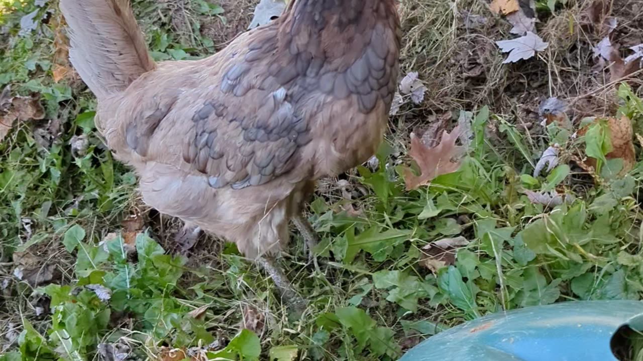 When a Chicken is watching you