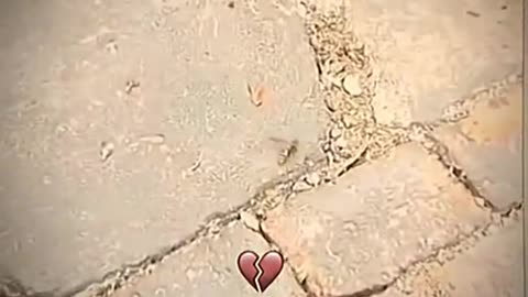 funny cat