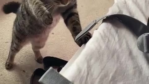 😱🐱 Cat Got Scared of Her Own Baby Kitten! | FunFM