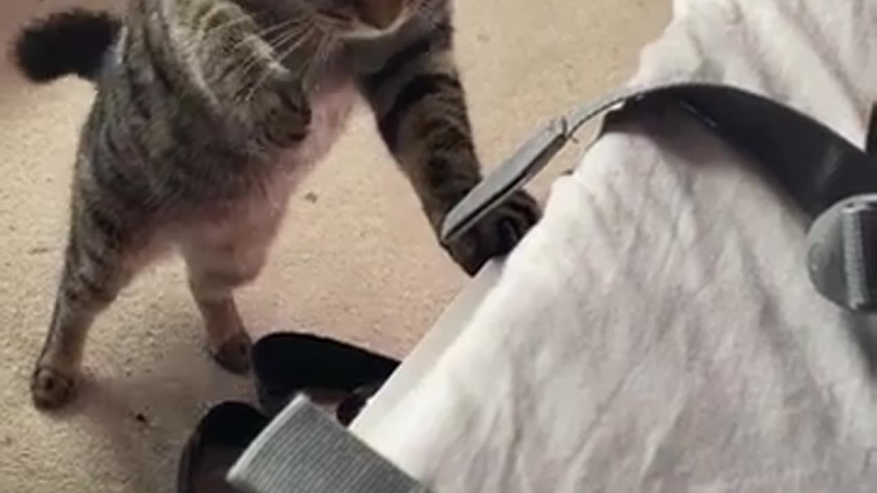 😱🐱 Cat Got Scared of Her Own Baby Kitten! | FunFM