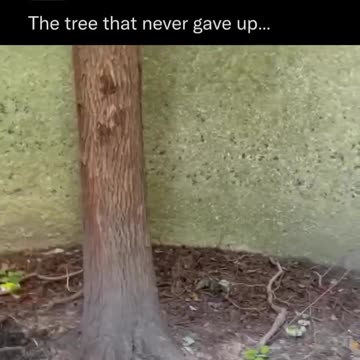 That's what you call never giving up