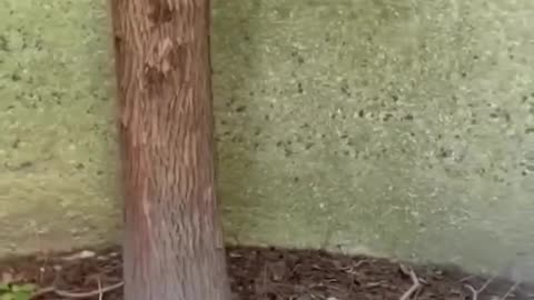 That's what you call never giving up