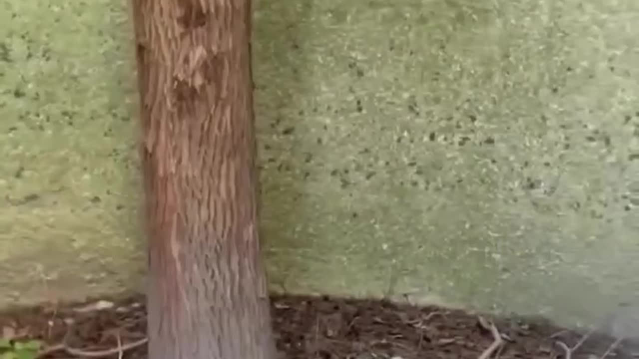 That's what you call never giving up