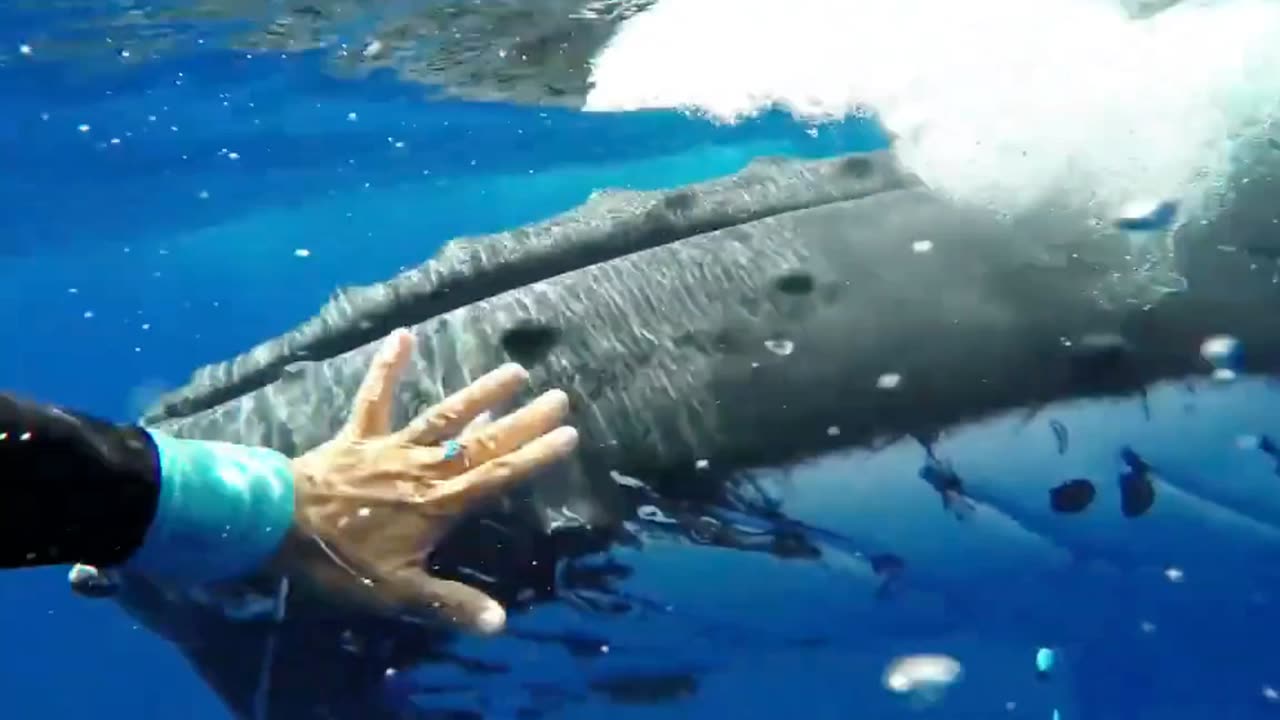 Epic encounter:Diver Is Enchanted by a Majestic Whale