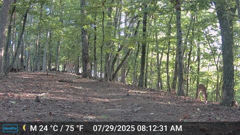 The Woods – 07/29/2025