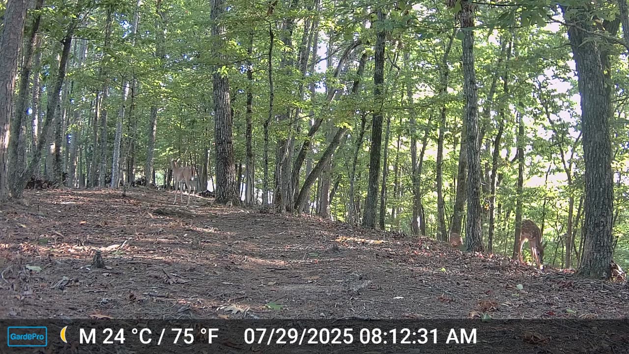 The Woods – 07/29/2025
