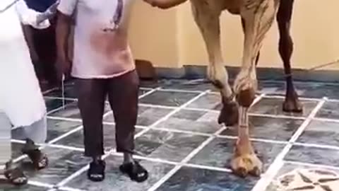 Breaking: camel qurbani 2k24 #camel #eid2024 #shortvideo #shorts #viral #shortsf