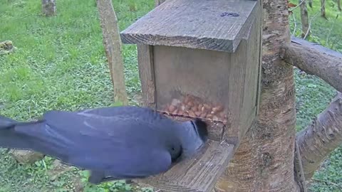The jackdaw got scared when the clever squirrel jumped out 🐿🦅🤣🤣🤣 - Scotland