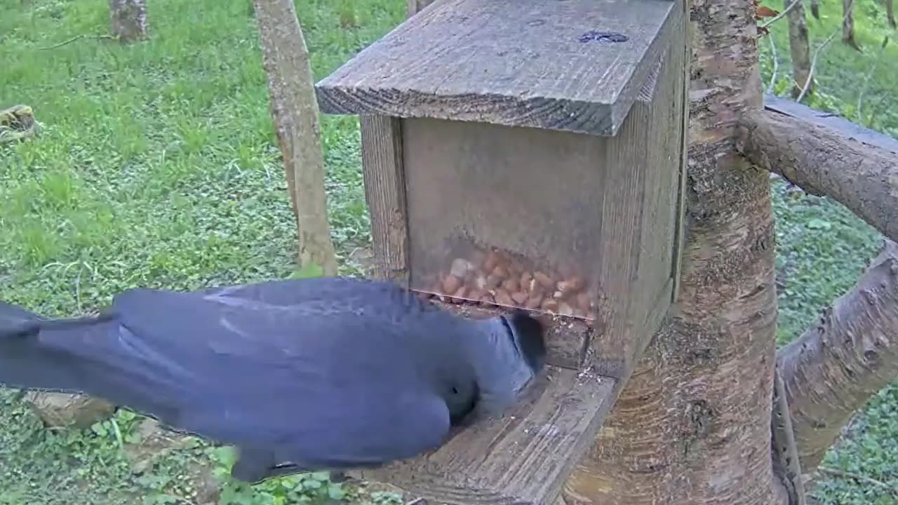 The jackdaw got scared when the clever squirrel jumped out πΏπ¦
π€£π€£π€£ - Scotland