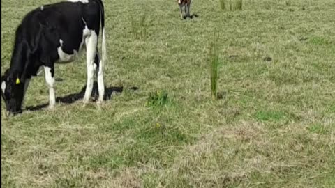 cow