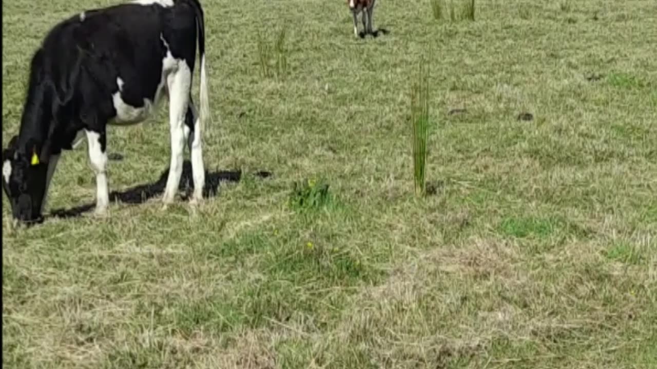 cow