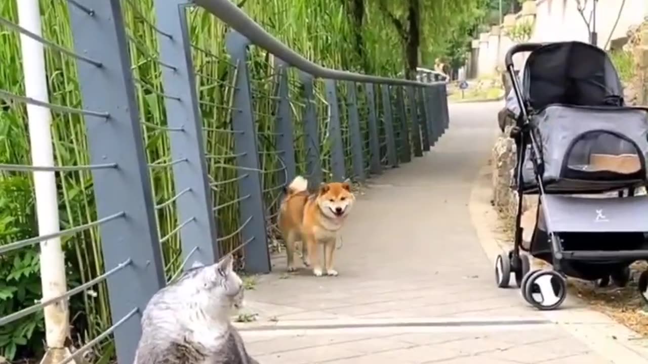 Whisker Wonderland | Playful Kittens in Action π±β¨
