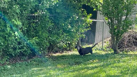 Finny Is Enjoying Outside