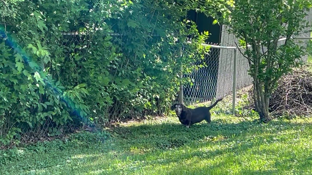 Finny Is Enjoying Outside