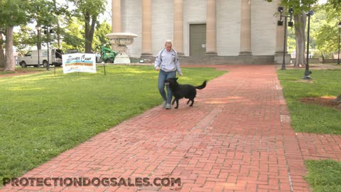 Distracting Protection Dogs
