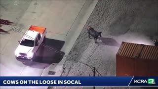 Herd Of Cows Escape Slaughterhouse, Stampede Through Streets of Los Angeles