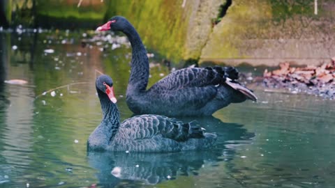 Duck