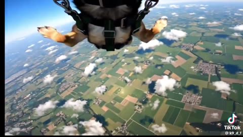 The first K9 officer to skydive, all on his handler’s command, shows loyalty, bravery, and no fear