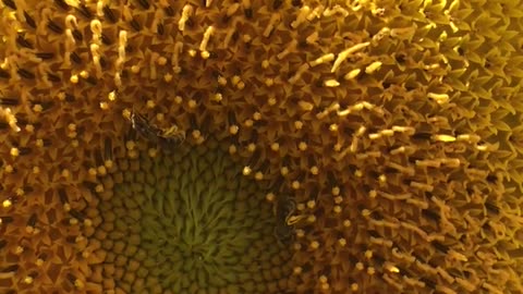 sunflowers and bees together
