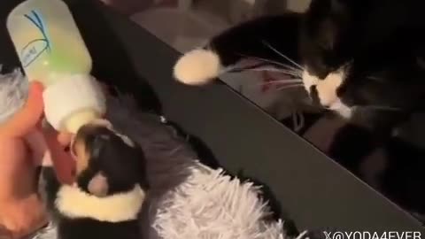 😂 Cat's Reaction to Seeing a Puppy! | FunFM