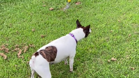 Princess hyperventilating