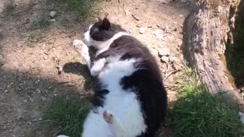 Dust Bath Cat!